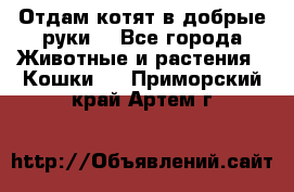 Отдам котят в добрые руки. - Все города Животные и растения » Кошки   . Приморский край,Артем г.